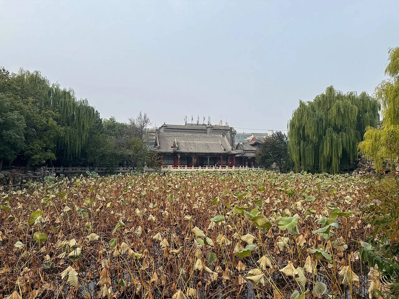 Ancient Lotus Garden, Baoding.