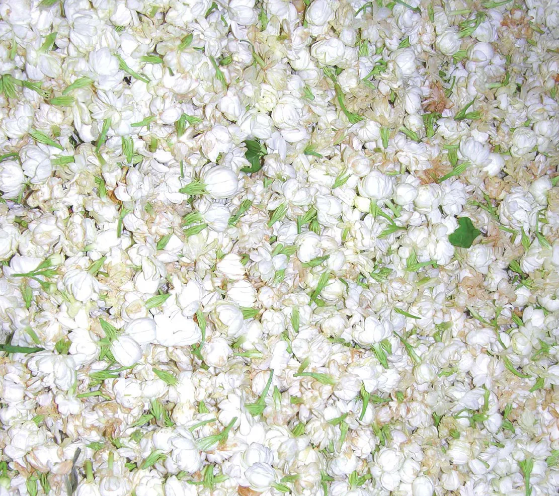 White jasmine blossoms gathered together and photographed close up.