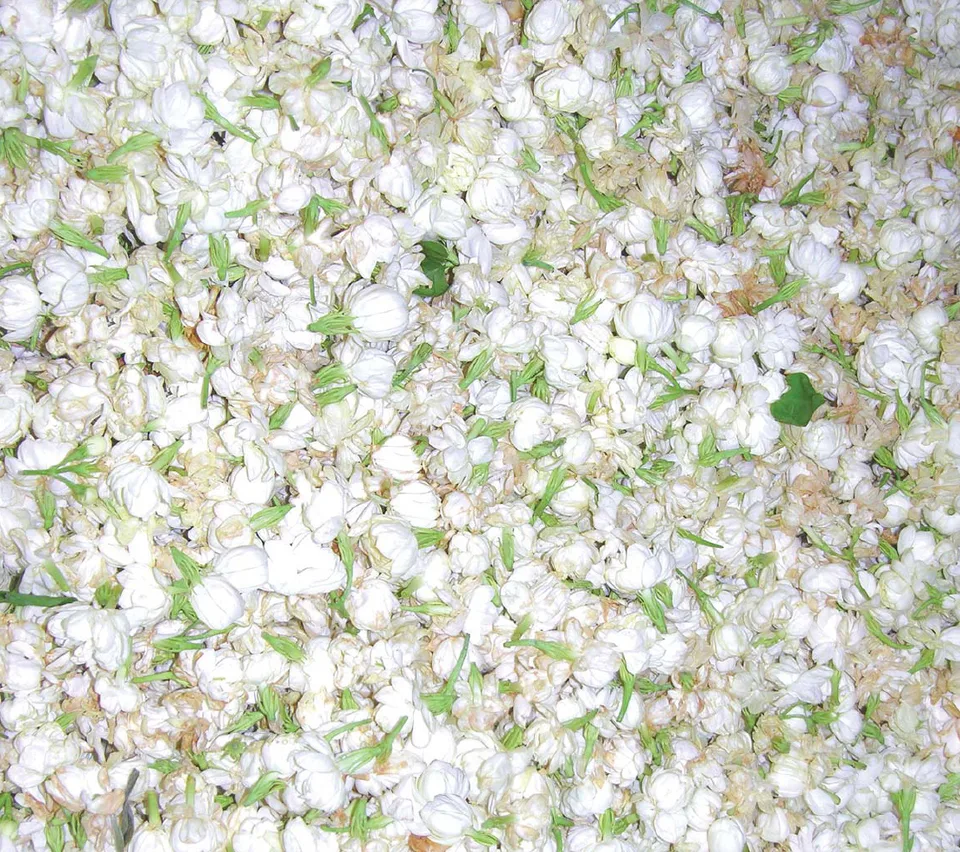 White jasmine blossoms gathered together and photographed close up.
