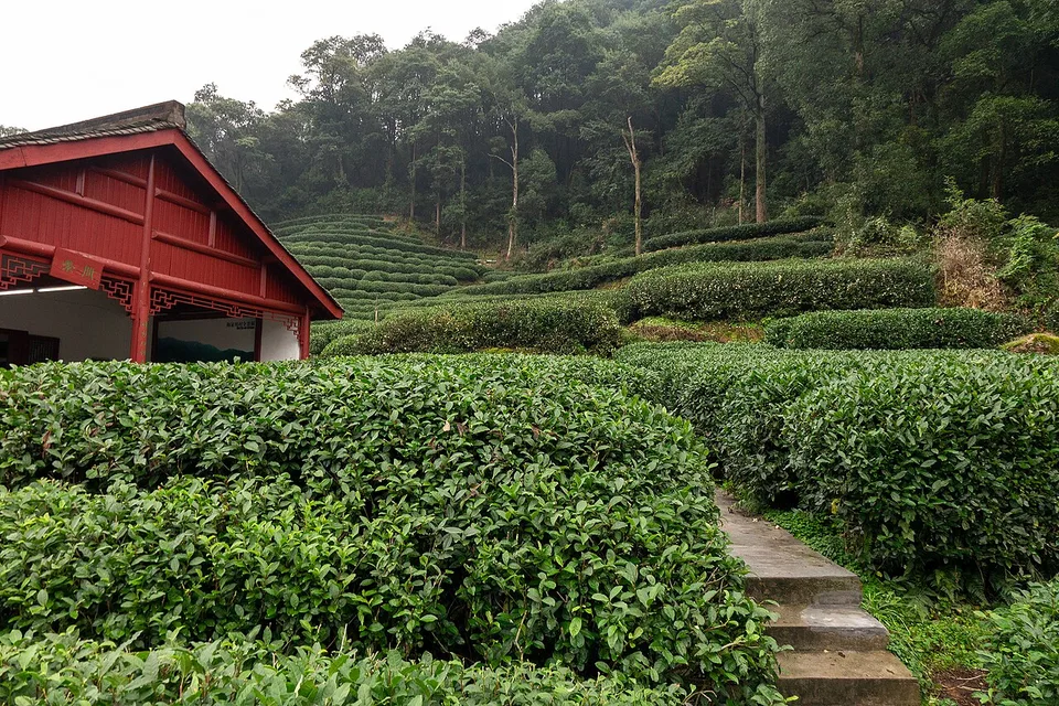 Rows of green tea bushes in the hills around Meijiawu near Hangzhou.
