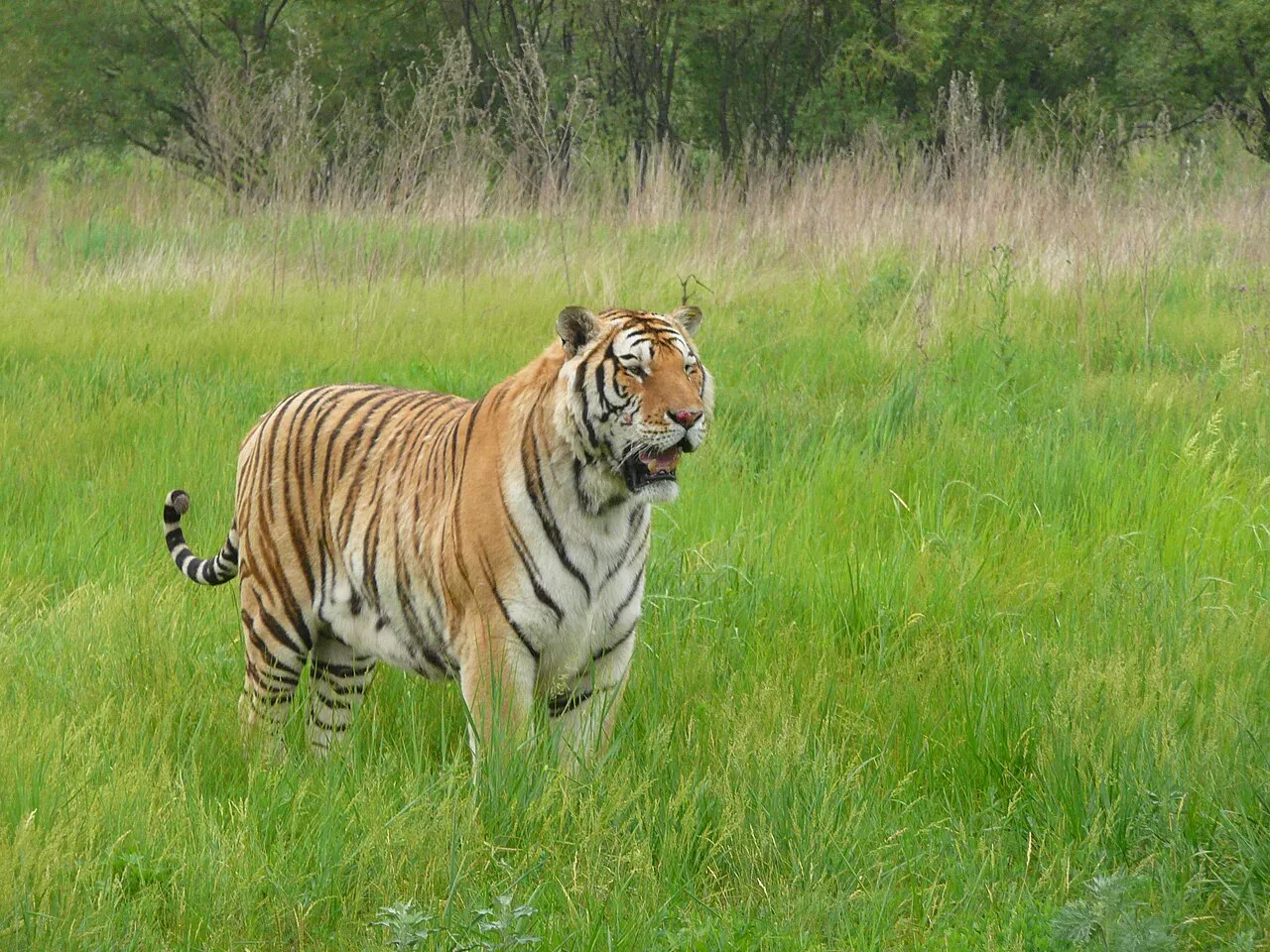 Siberian Tiger Park, Harbin.