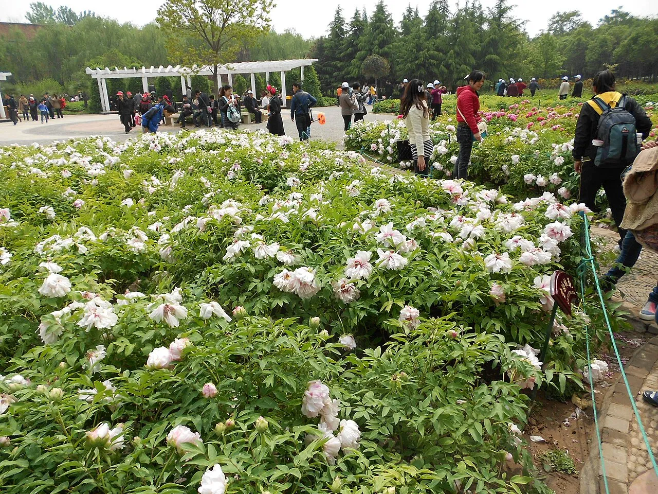 China National Flower Garden, Luoyang.
