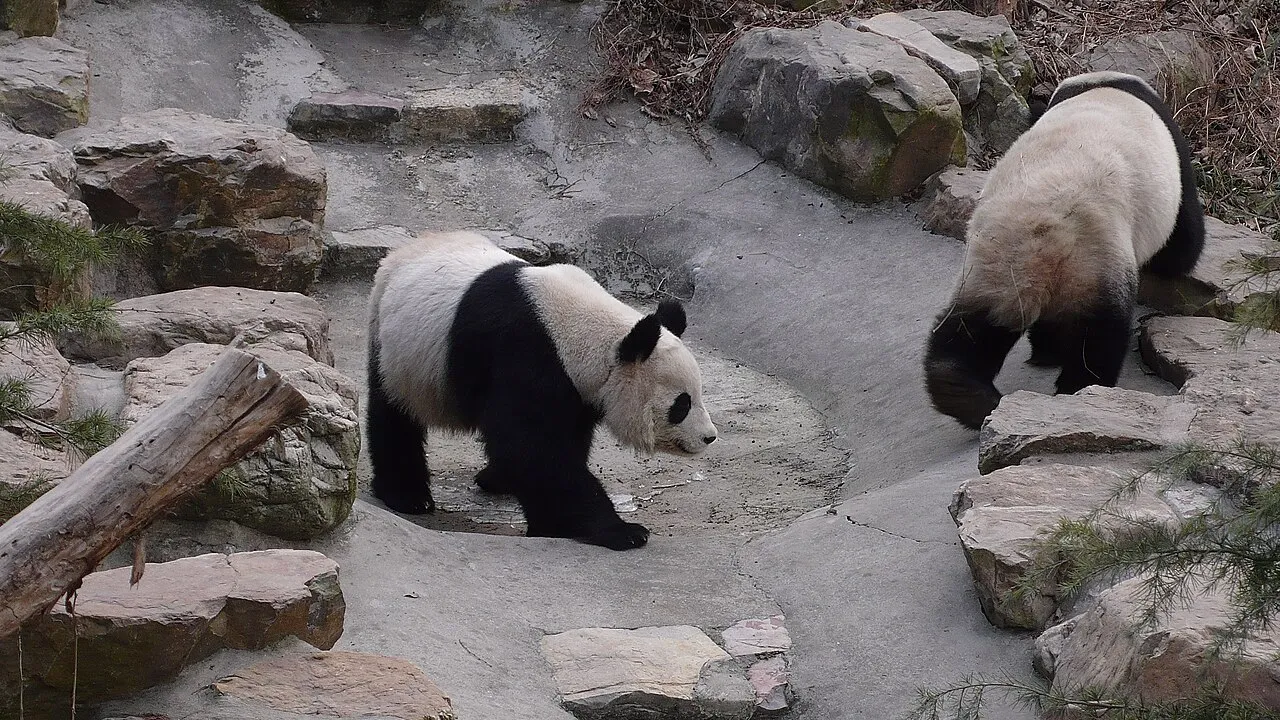 Nanjing Hongshan Forest Zoo, Nanjing.