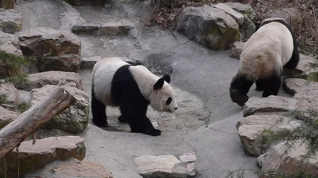 Nanjing Hongshan Forest Zoo, Nanjing.